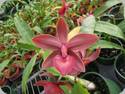 Cycnodes Jumbo Phoenix Jumbo AM/TOS